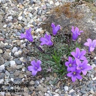 Edraianthus serpyllifolius