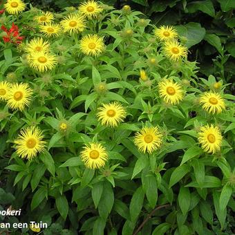 Inula hookeri