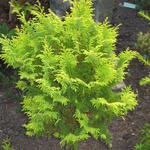 Chamaecyparis pisifera 'Plumosa Aurea' - Schijncypres, Dwergcypres