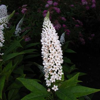 Lysimachia clethroides