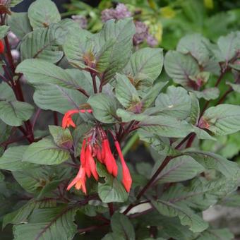 Fuchsia triphylla 'Gartenmeister Bonstedt'