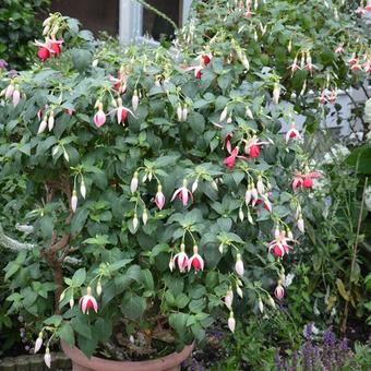 Fuchsia 'Celia Smedley’