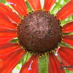 Rudbeckia hirta 'Cherry Brandy' - Zonnehoed