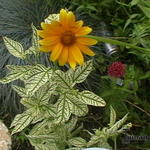 Zonneoog - Heliopsis helianthoides 'Summer pink'