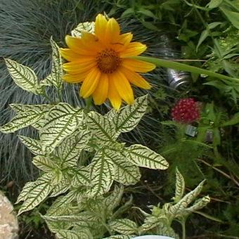 Heliopsis helianthoides 'Summer pink'