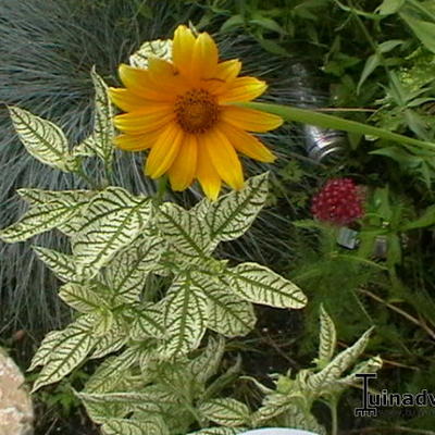 Heliopsis helianthoides 'Summer pink' - Zonneoog