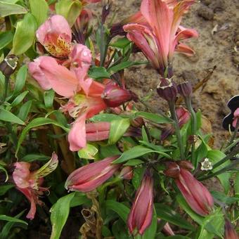 Alstroemeria 'Avanti'