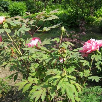 Paeonia suffruticosa 'Yachiyo-Tsubaki'