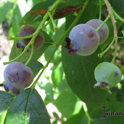 Blauwe bes - Vaccinium corymbosum 'Patriot'