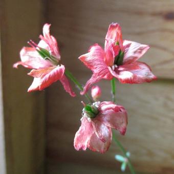 Delphinium nudicaule 'Derosso'