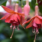 Fuchsia 'Fire Mountain' - Bellenplant