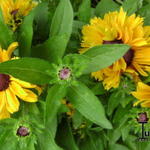 Rudbeckia hirta 'Tiger Eye Gold' - Zonnehoed