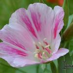 Clarkia amoena - Zomerazalea, satijnbloem