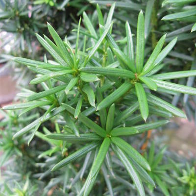 Taxus baccata 'Fastigiata Robusta' - Venijnboom