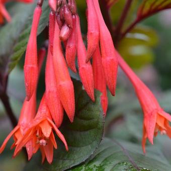 Fuchsia triphylla 'Gartenmeister Bonstedt'