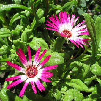 Mesembryanthemum crystallinum