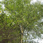 Betula pendula - Ruwe berk, scherpe berk