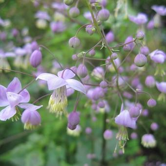 Thalictrum delavayi