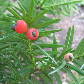 Taxus baccata