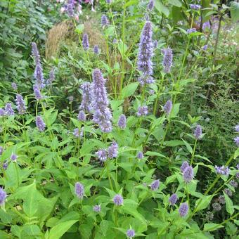 Agastache foeniculum