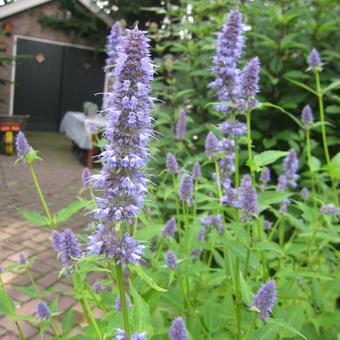 Agastache foeniculum