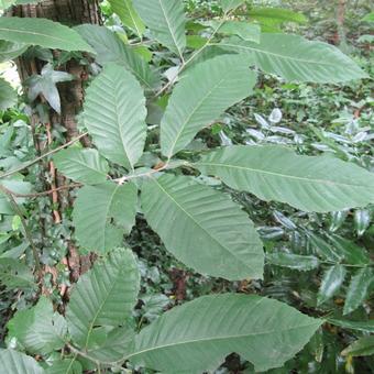 Castanea sativa