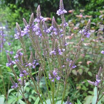 Verbena hastata 'Blue Spires'