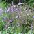 Verbena hastata 'Blue Spires'