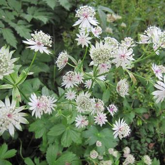 Astrantia major