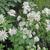 Astrantia major