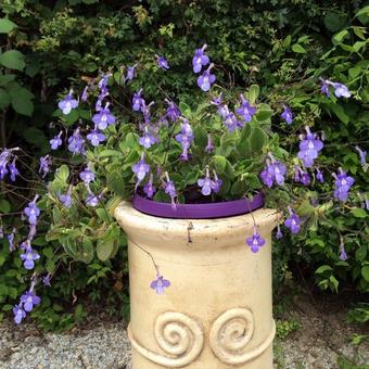 Streptocarpus saxorum