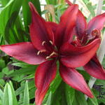 Lilium 'Blackout' - Aziatische lelie