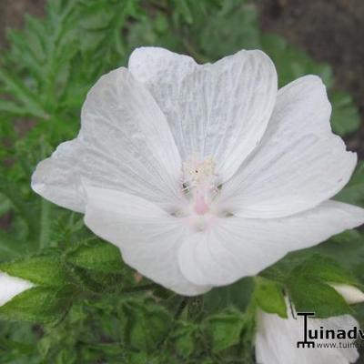 Muskuskaasjeskruid - Malva moschata 'Alba'