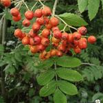 Sorbus aucuparia - Lijsterbes