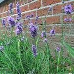 Lavandula Angustifolia 'Melissa Lilac' - Lavendel