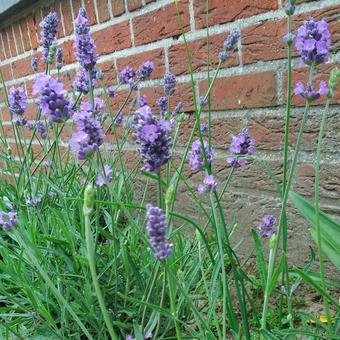 Lavandula Angustifolia 'Melissa Lilac'