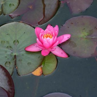 Nymphaea 'Rose Arey'