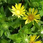 Grindelia robusta - Gomplant