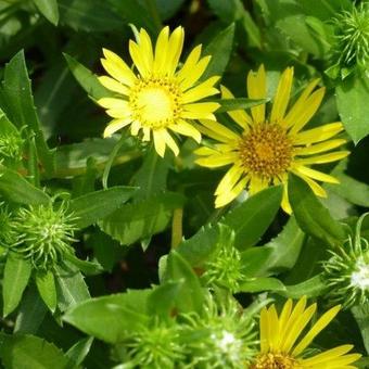 Grindelia robusta