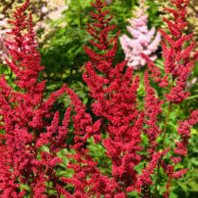 Pluimspirea - Astilbe x arendsii 'Glut'