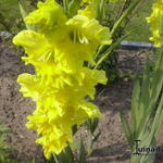 Gladiolus 'Nova Lux' - Gladiool