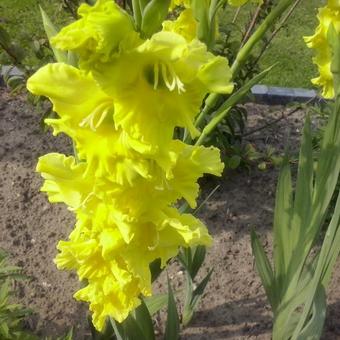 Gladiolus 'Nova Lux'