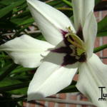 Ixia viridiflora - Afrikaanse korenlelies