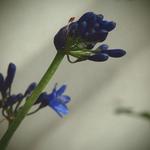 Agapanthus 'Windlebrook' - Afrikaanse lelie