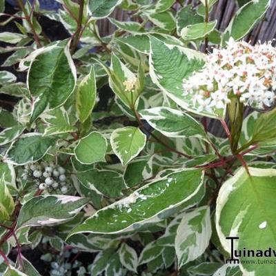 Kornoelje, witbonte kornoelje - Cornus alba 'Elegantissima'