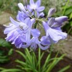 Agapanthus 'Newcastle' - Afrikaanse lelie