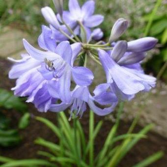 Agapanthus 'Newcastle'