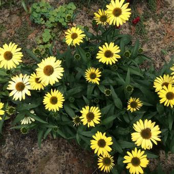 Echinacea purpurea 'Coupe Soleil'