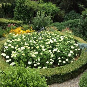 Hydrangea arborescens 'Annabelle'