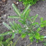 Abies koreana 'Silberlocke' - Koreaanse zilverspar